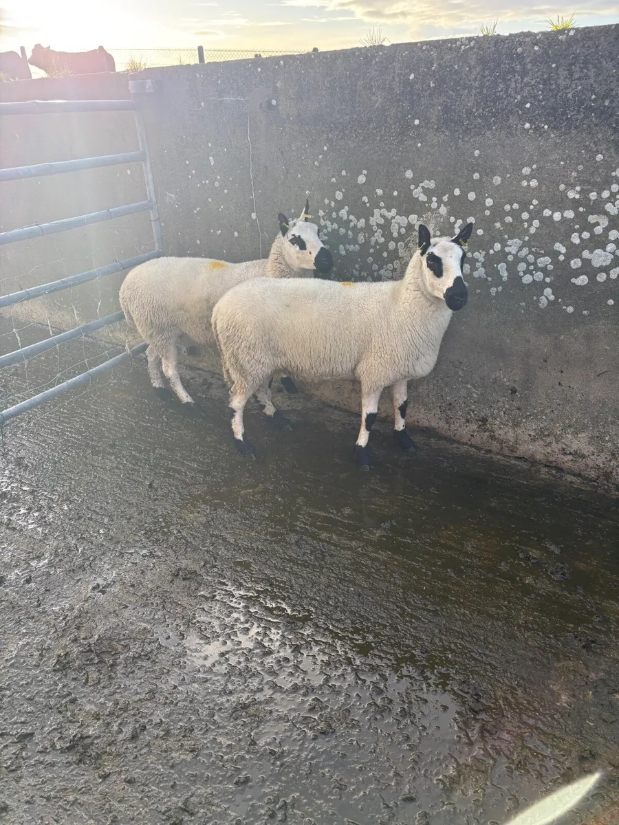 PBNR Kerryhill ewes 2 year old - Image 2