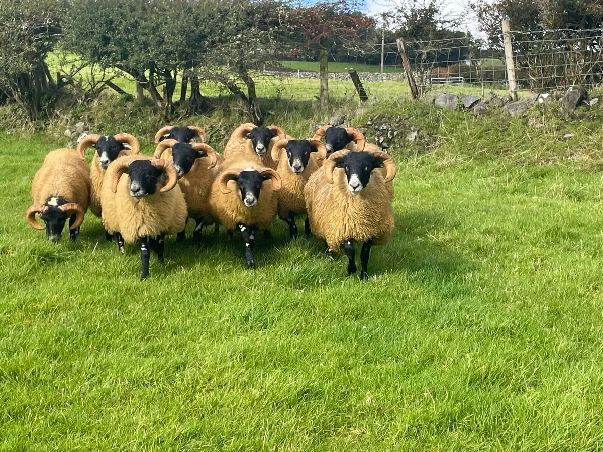 Sis Lanark Ram Lambs - Image 2