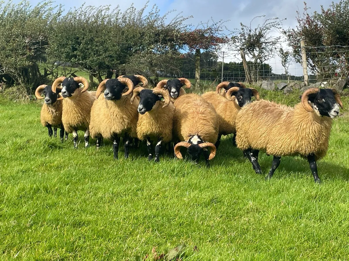 Sis Lanark Ram Lambs - Image 1