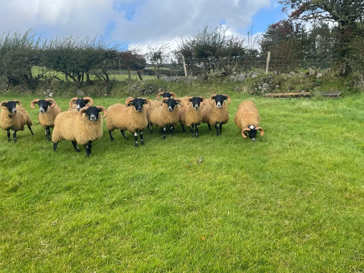 Sis Lanark Ram Lambs - Image 3