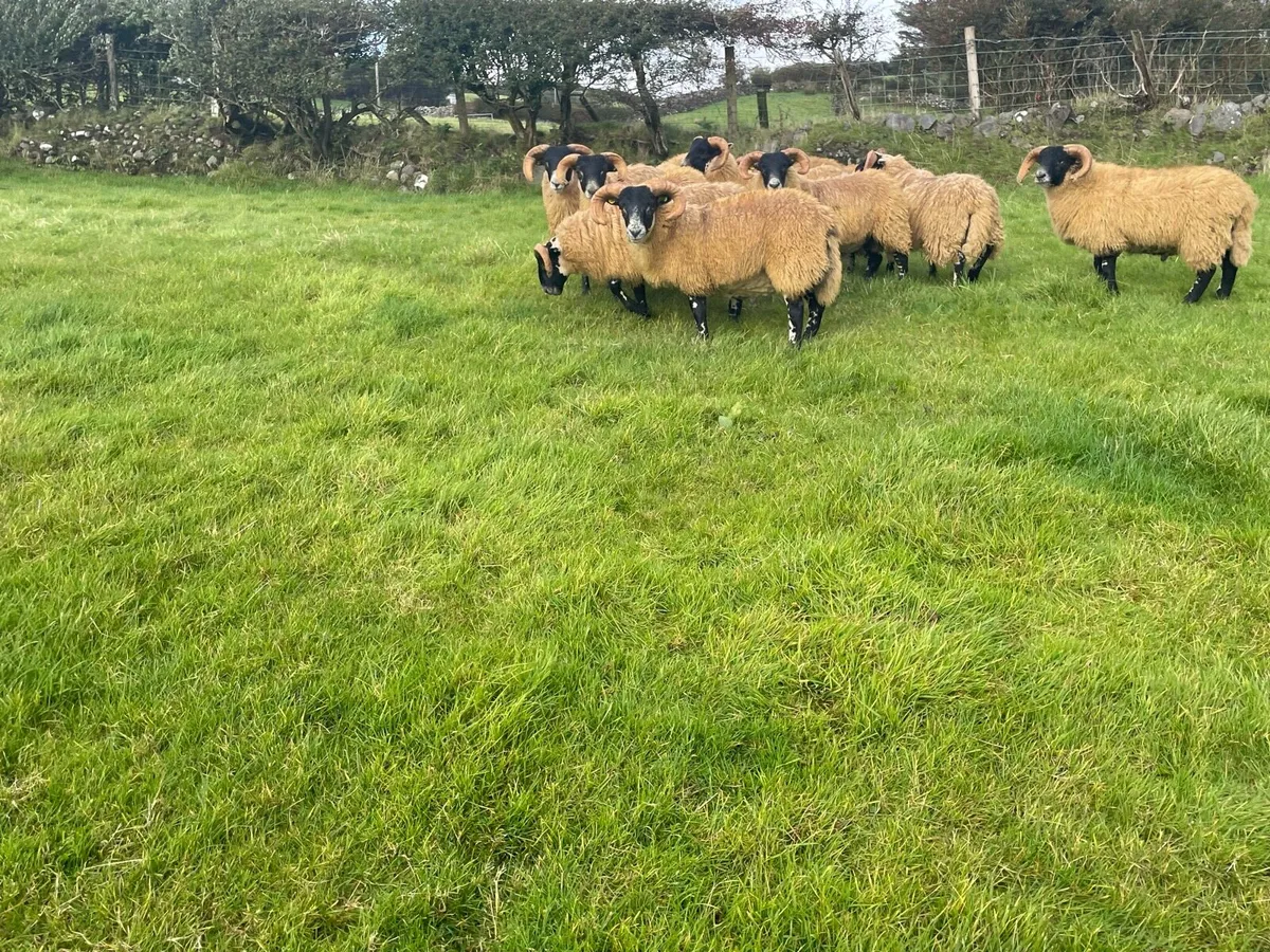 Sis Lanark Ram Lambs - Image 4
