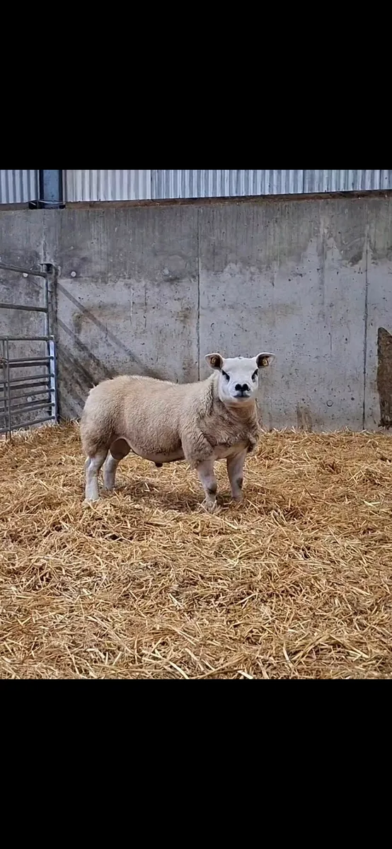 Texel rams - Image 2