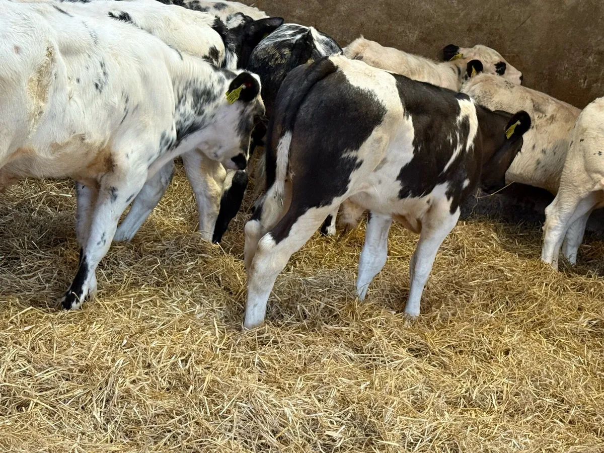 12 Belgian Blue Bulls Weaned - Image 1
