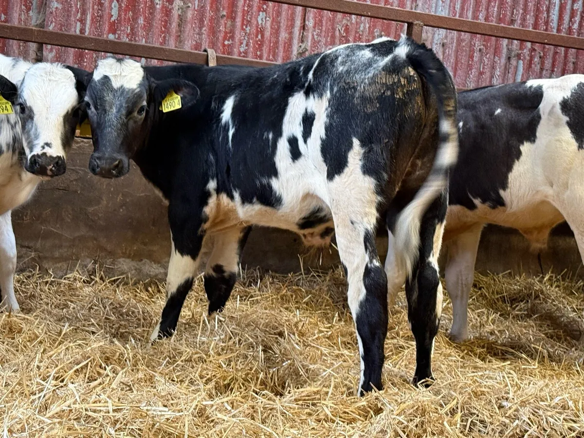 12 Belgian Blue Bulls Weaned - Image 2
