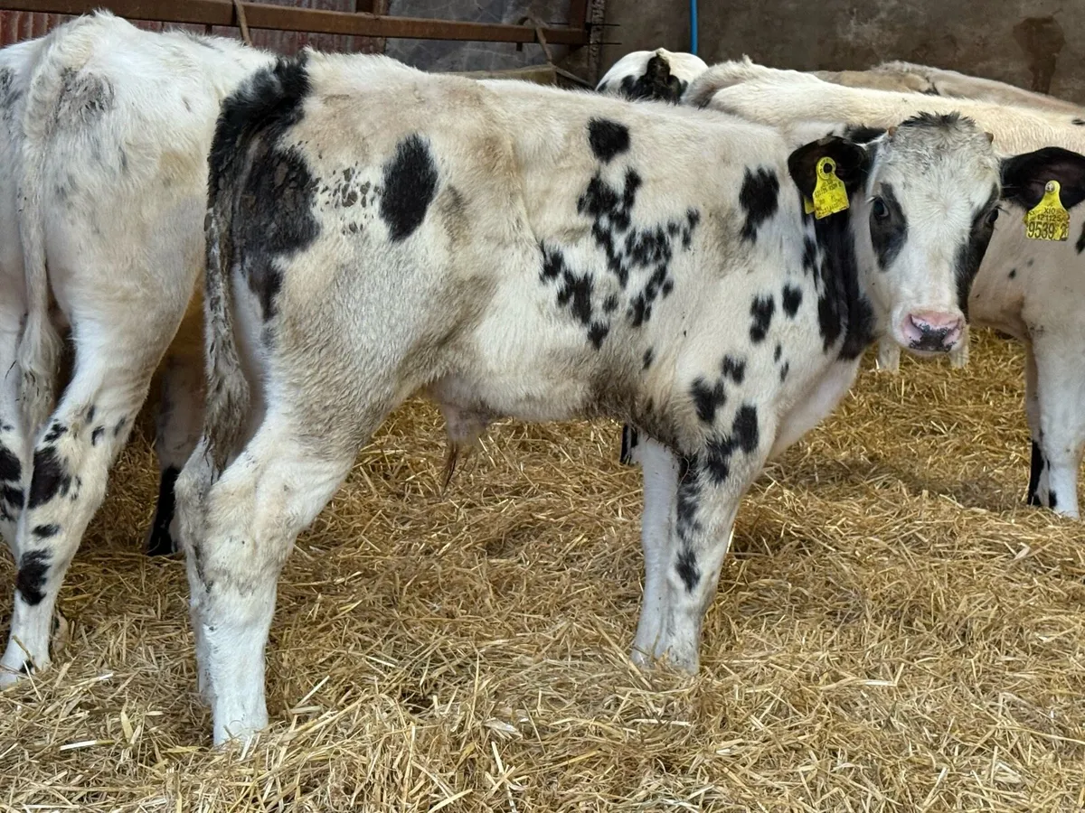 12 Belgian Blue Bulls Weaned - Image 3