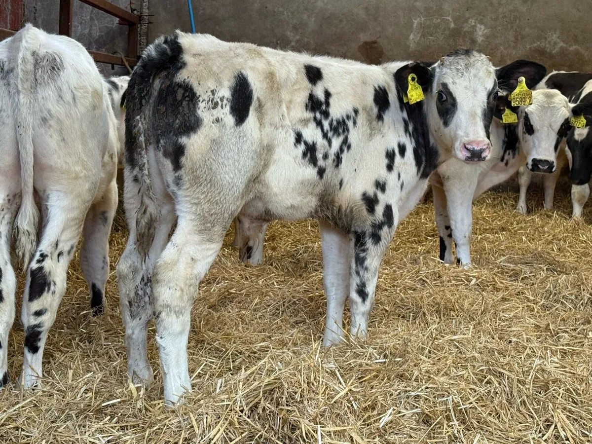 12 Belgian Blue Bulls Weaned - Image 4
