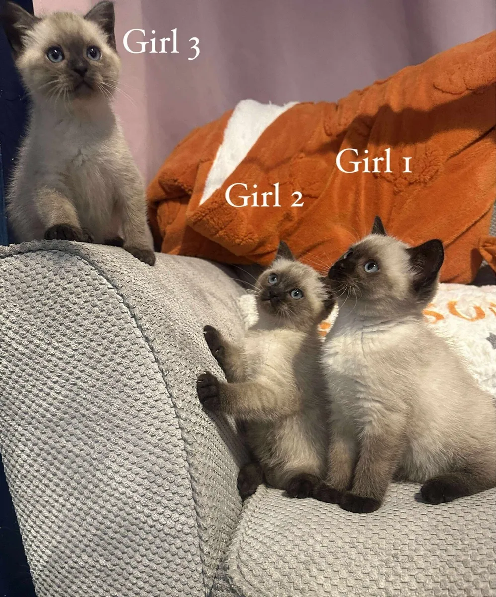 BSH X Ragdoll Kittens - Image 2