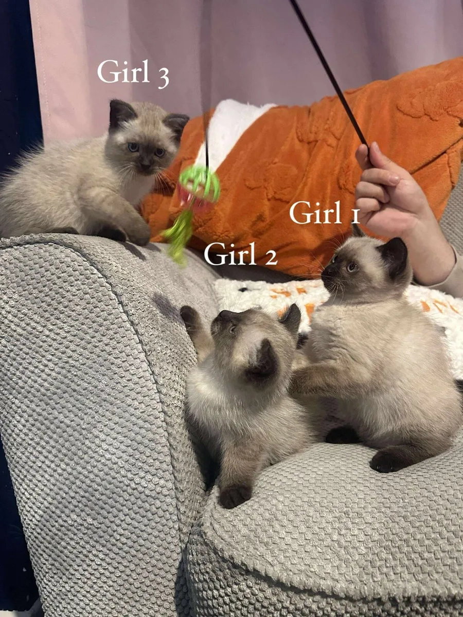 BSH X Ragdoll Kittens - Image 3