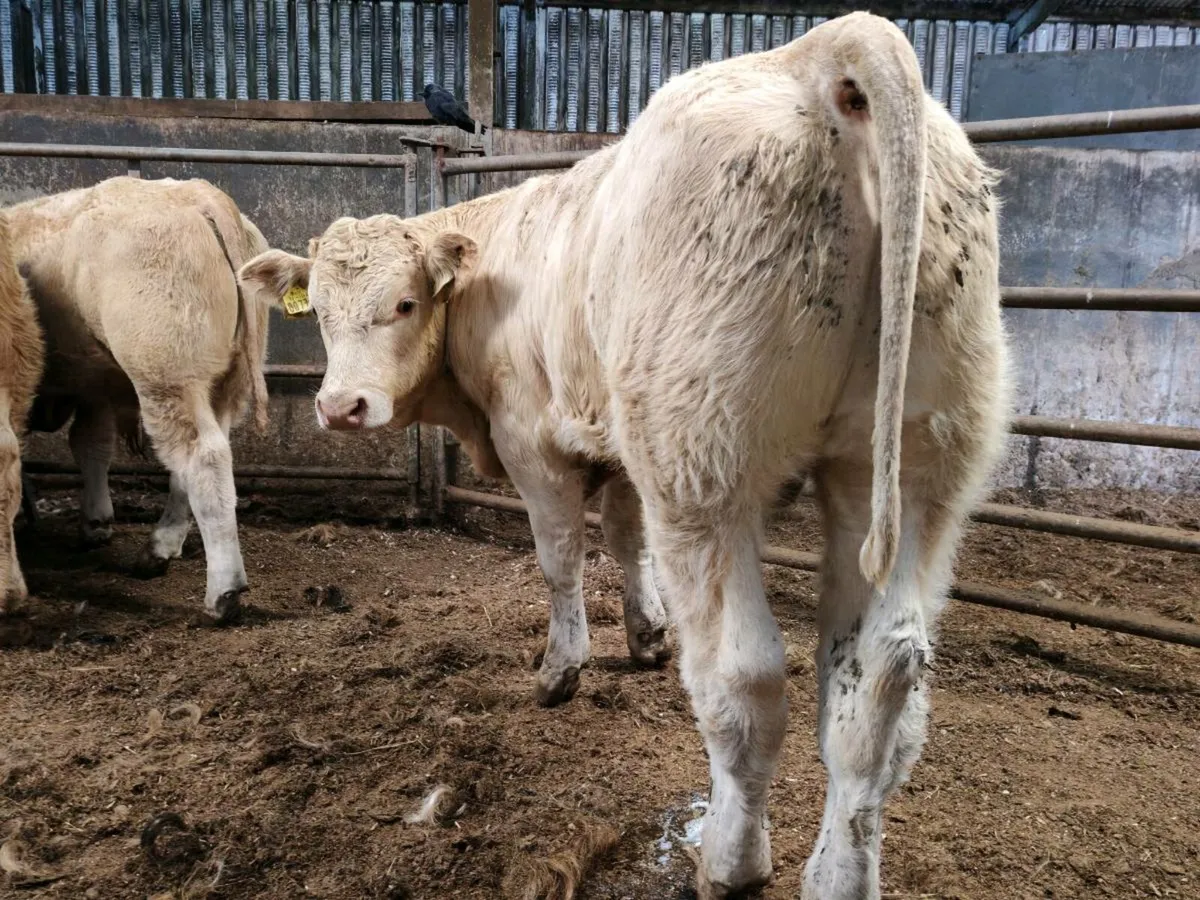 Super Quality Weanlings - Image 1