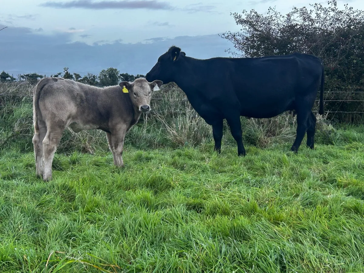 5 Star Angus Cow & Heifer Calf At Foot - Image 1