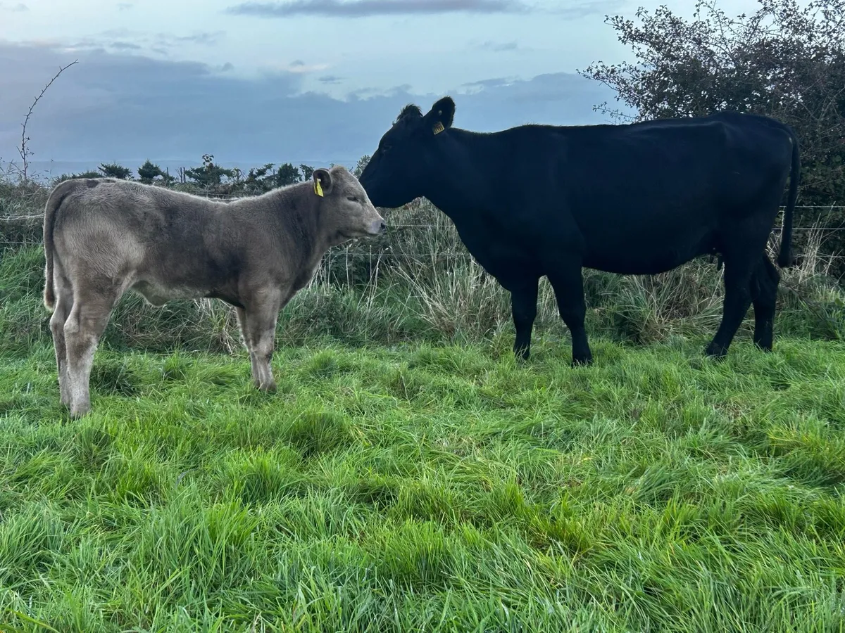 5 Star Angus Cow & Heifer Calf At Foot - Image 2