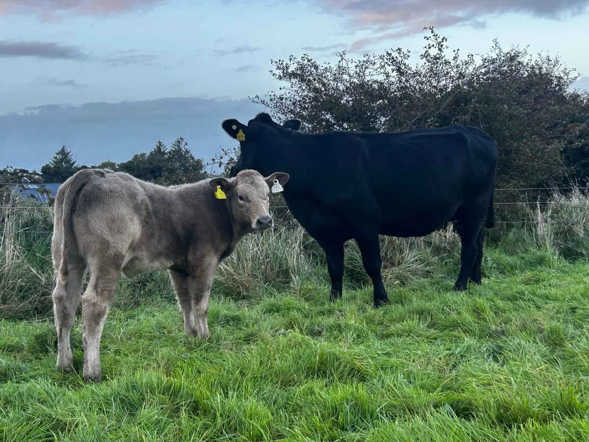 5 Star Angus Cow & Heifer Calf At Foot - Image 3