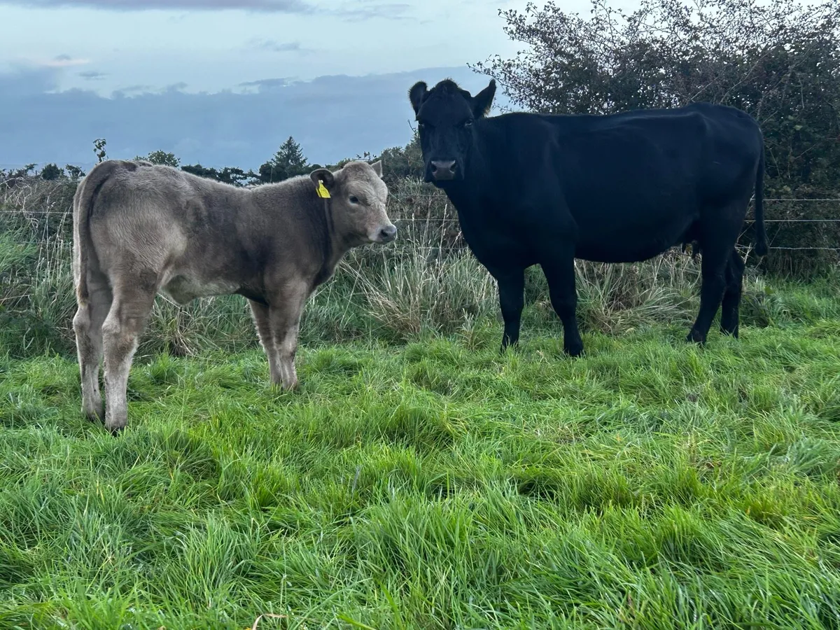 5 Star Angus Cow & Heifer Calf At Foot - Image 4