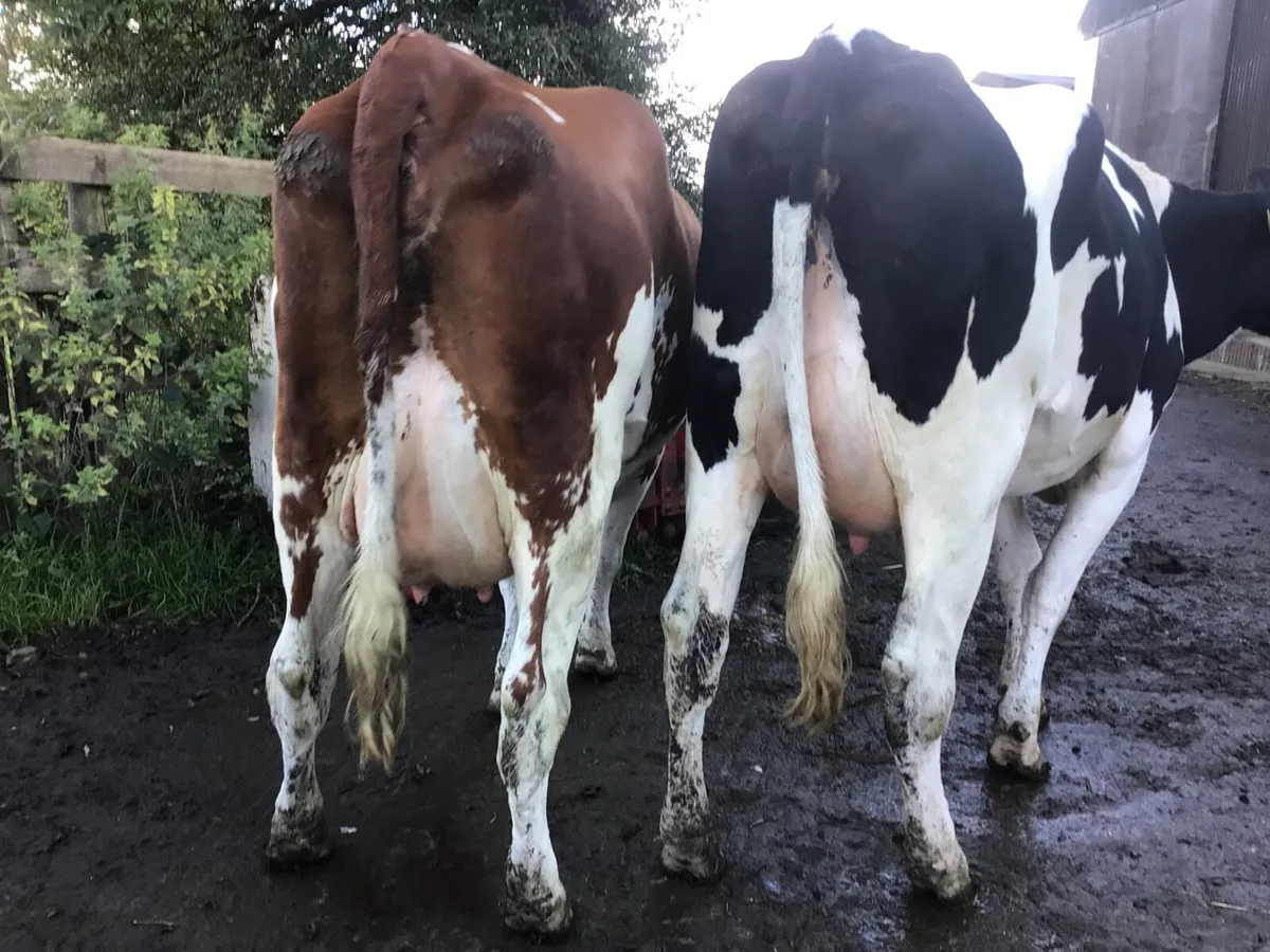 Friesian fresh calved dairy heifers - Image 1