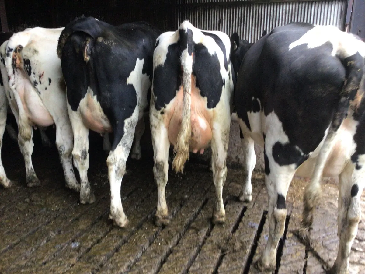 Friesian fresh calved dairy heifers - Image 2