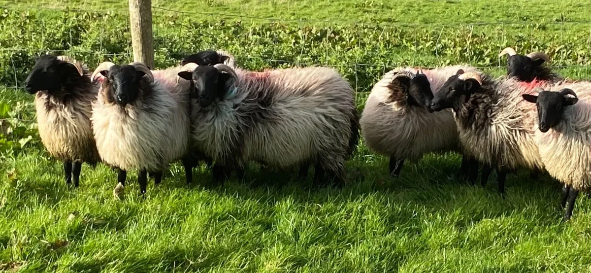 10 Mayo blackface horned ewe lambs - Image 1