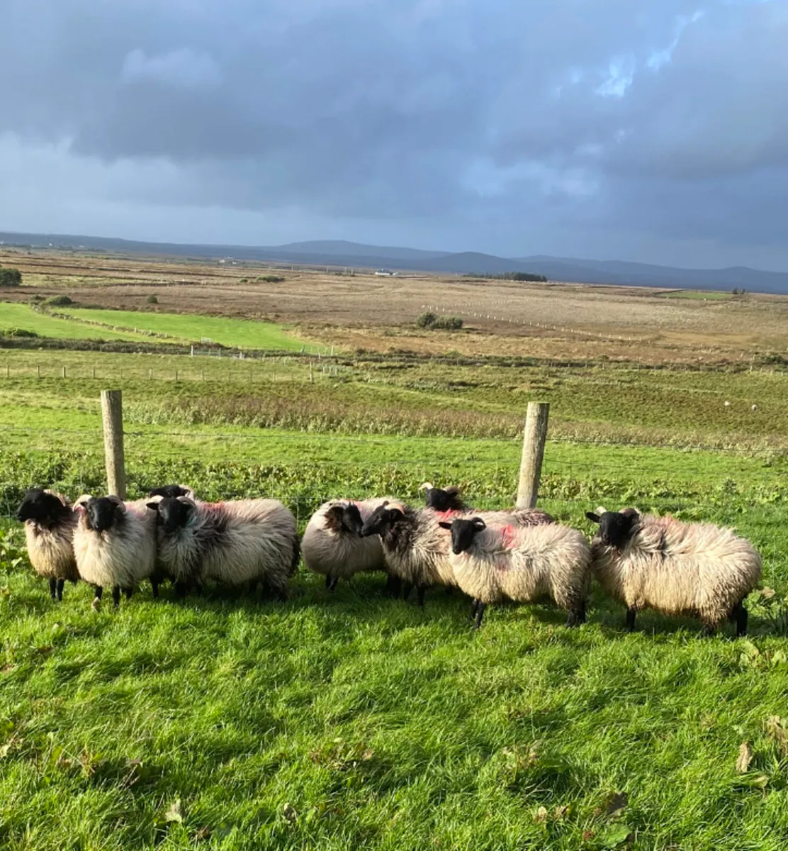 10 Mayo blackface horned ewe lambs - Image 2