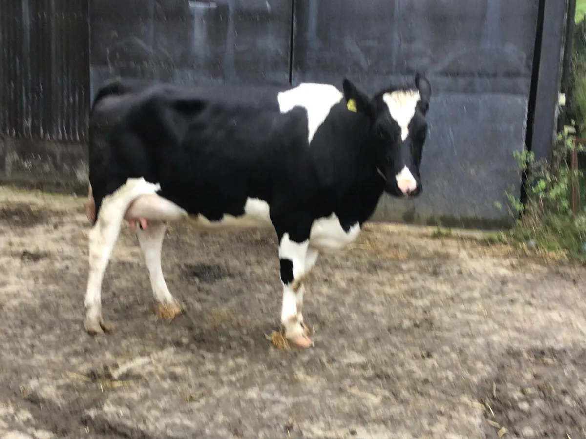 Friesian fresh calved dairy heifers - Image 4