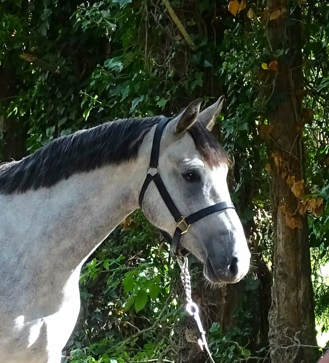 Smart 3yr Connemara gelding - Image 1