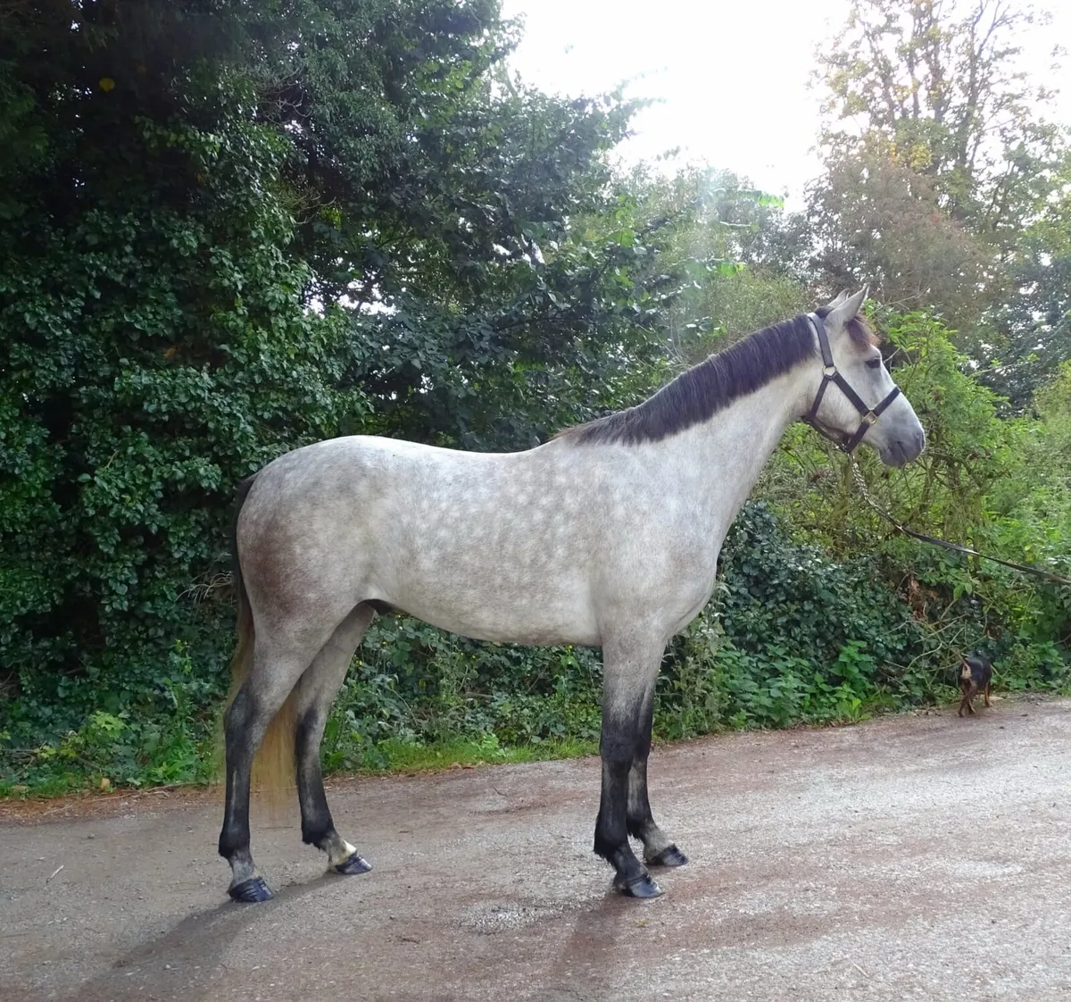 Smart 3yr Connemara gelding - Image 2