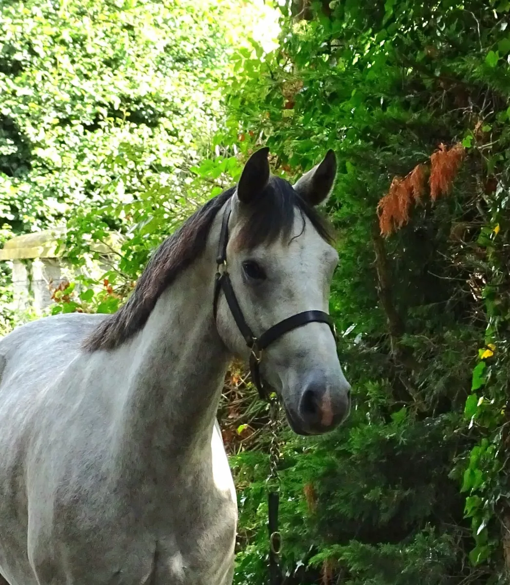 Smart 3yr Connemara gelding - Image 4