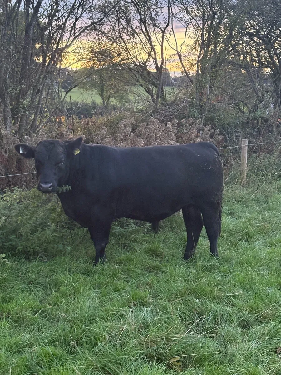 Angus bulls - Image 1