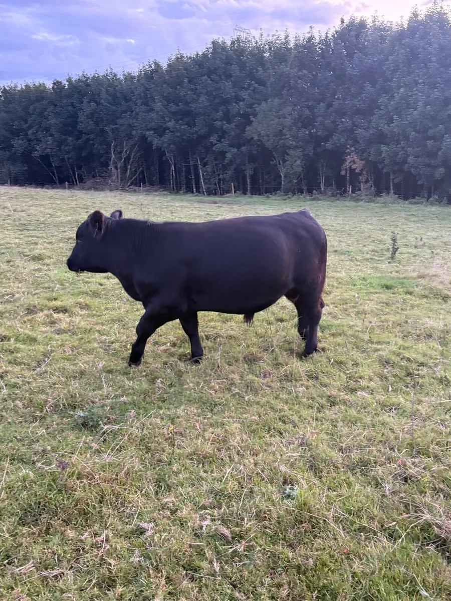 Angus bulls - Image 2