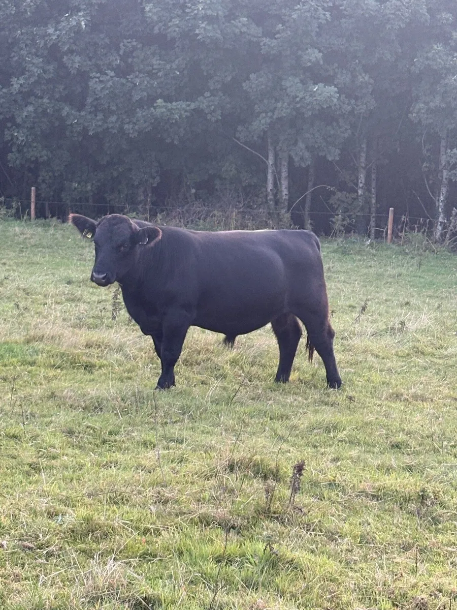 Angus bulls - Image 3