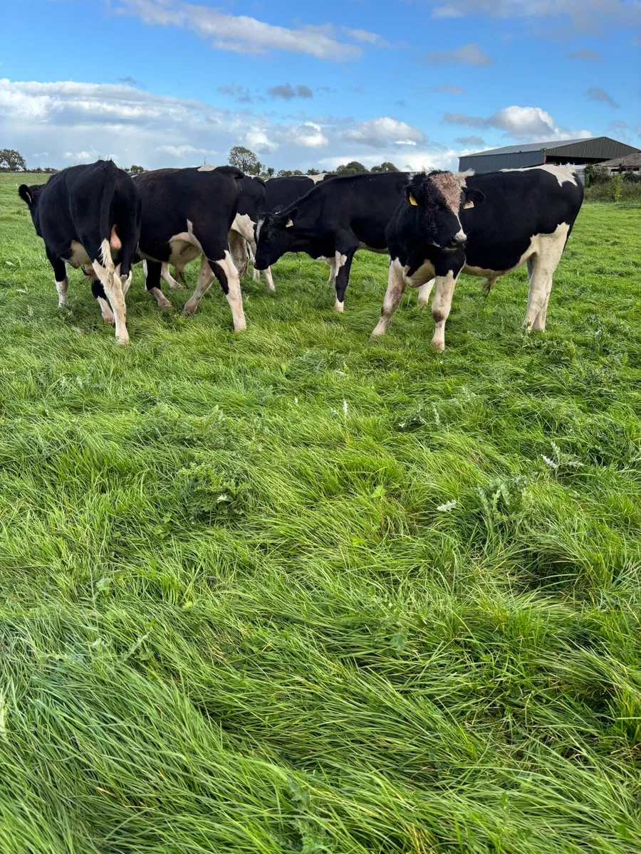Fr Weanlings - Image 2