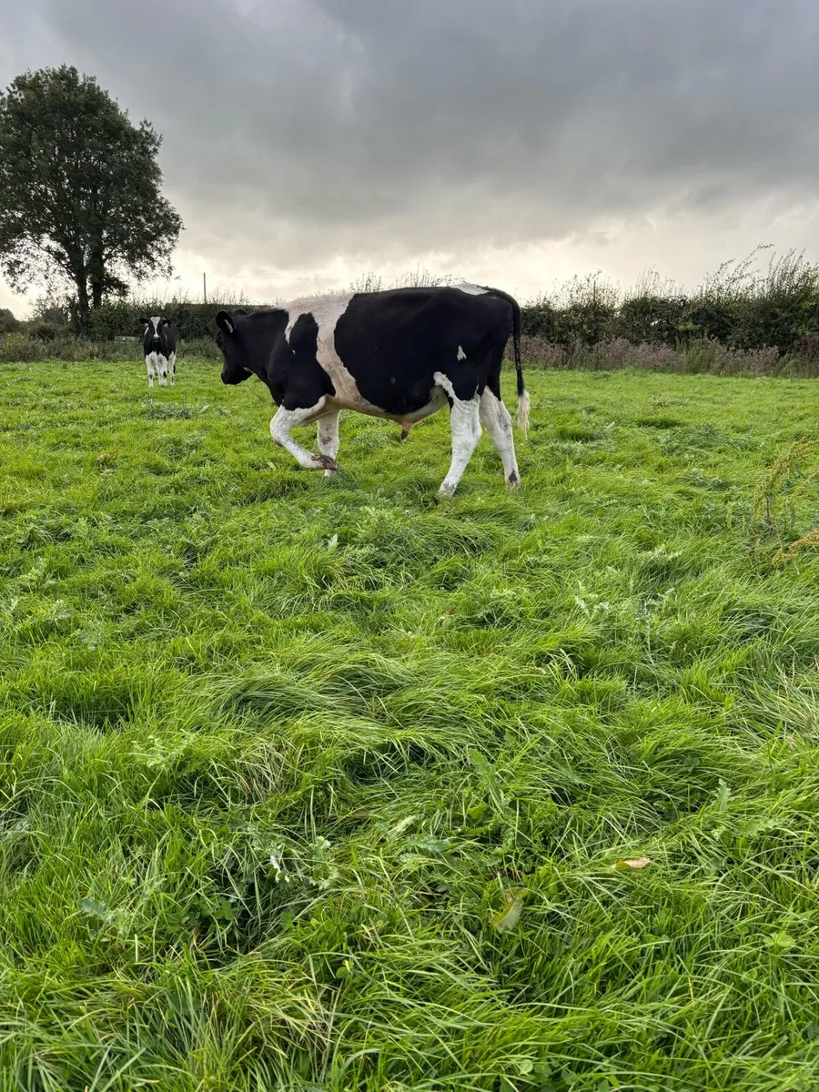 Fr Weanlings - Image 3