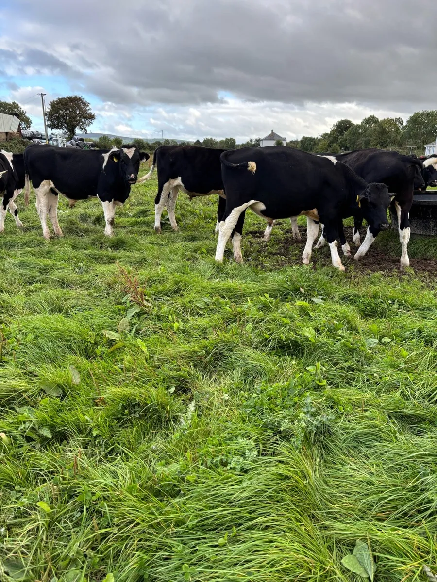 Fr Weanlings - Image 4