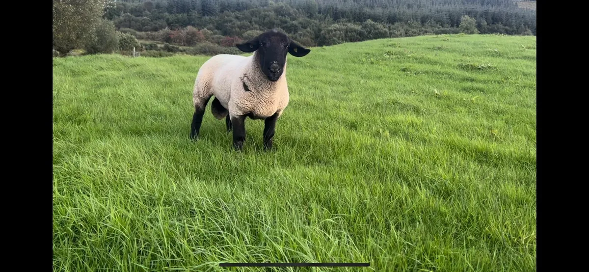 Suffolk Ram - Image 2