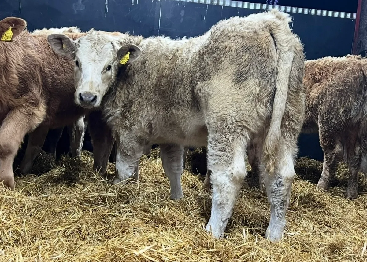 Charolais Heifer Weanlings - Image 1