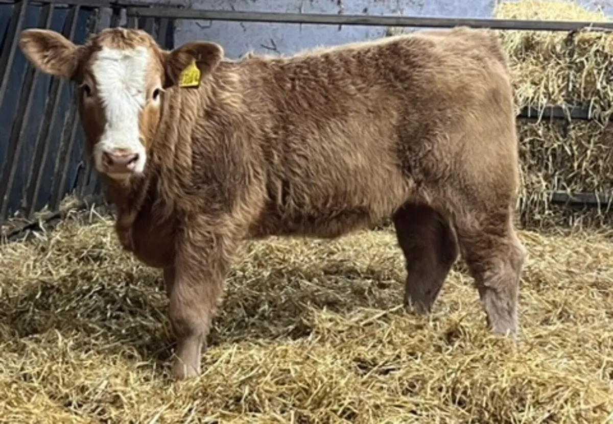Charolais Heifer Weanlings - Image 2