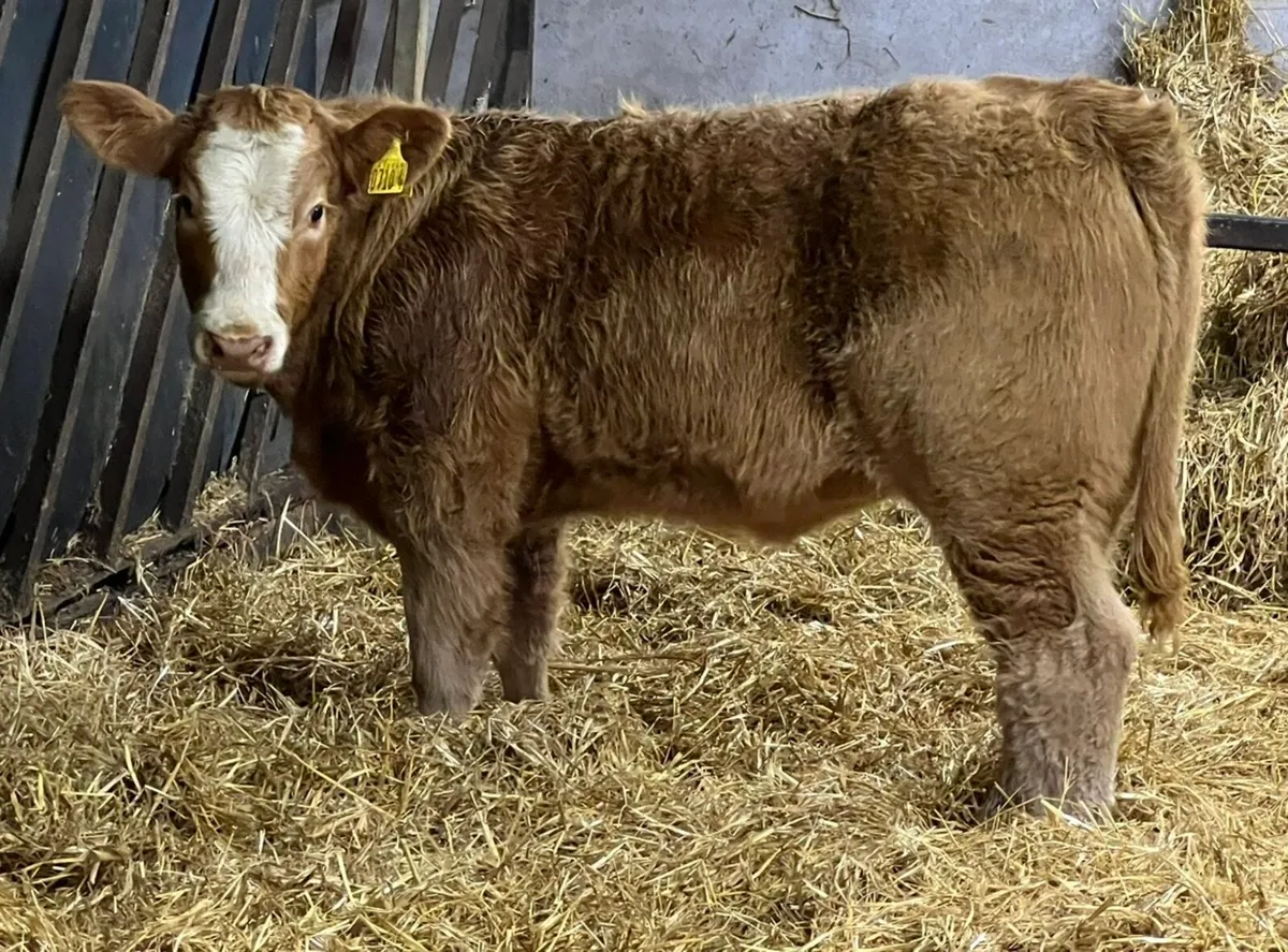 Charolais Heifer Weanlings - Image 3