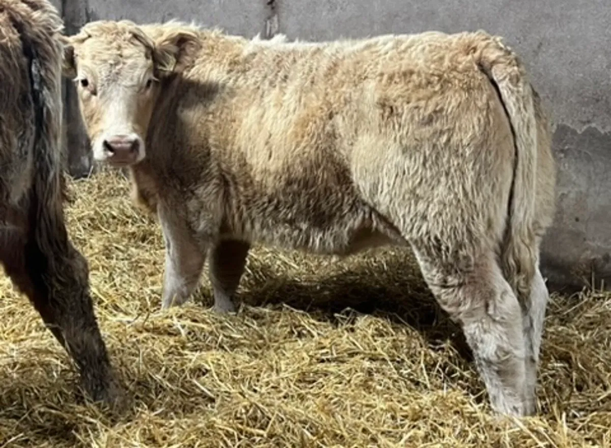 Charolais Heifer Weanlings - Image 4