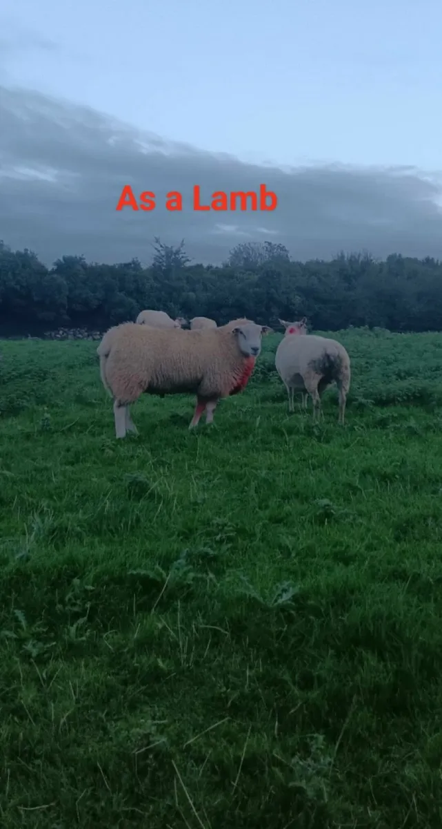 PB Belclare Ram - Image 2