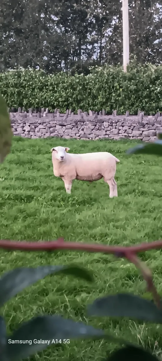 PB Belclare Ram - Image 4
