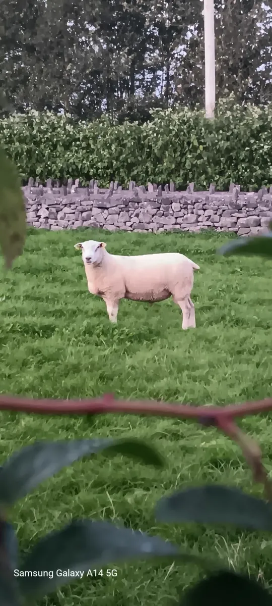 PB Belclare Ram - Image 1