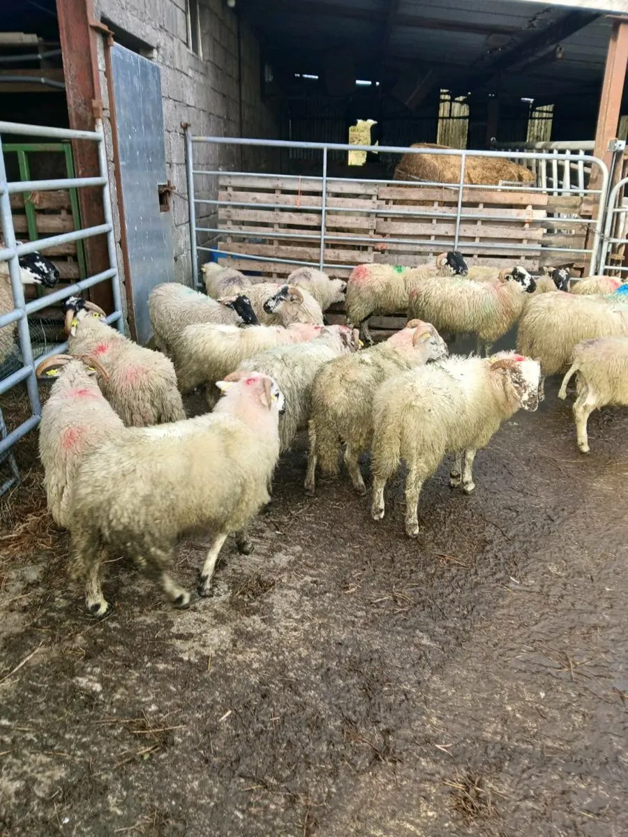 Store lambs mixed of ewe and ram lambs - Image 1