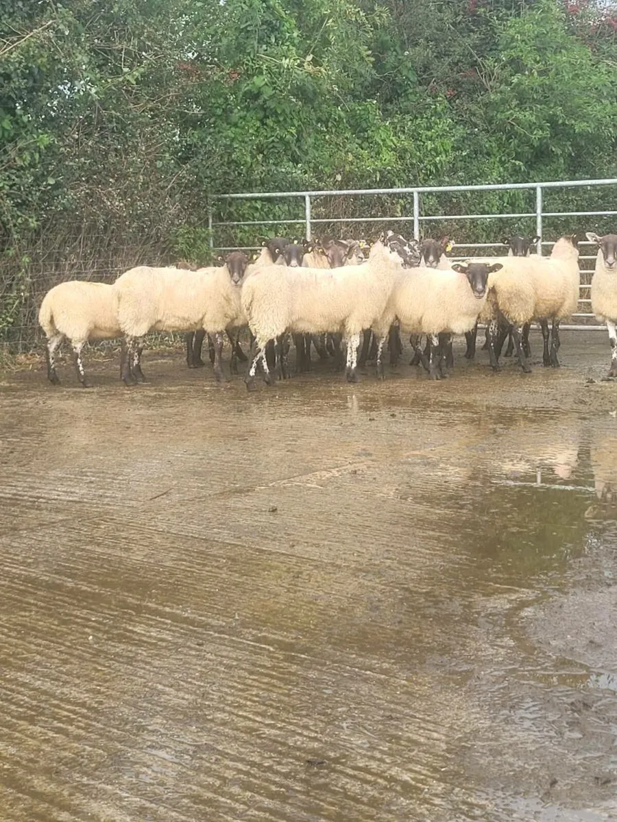 Mule hoggets - Image 1