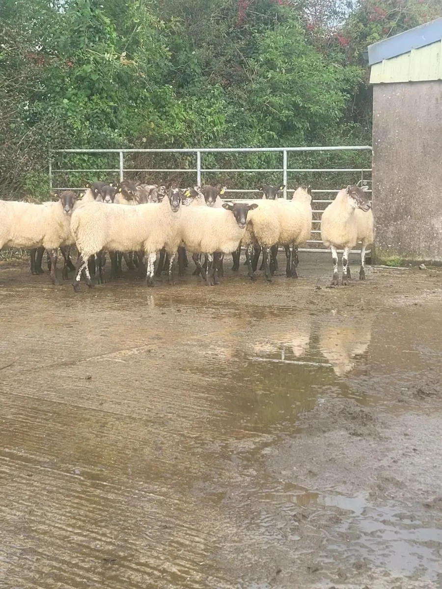 Mule hoggets - Image 2
