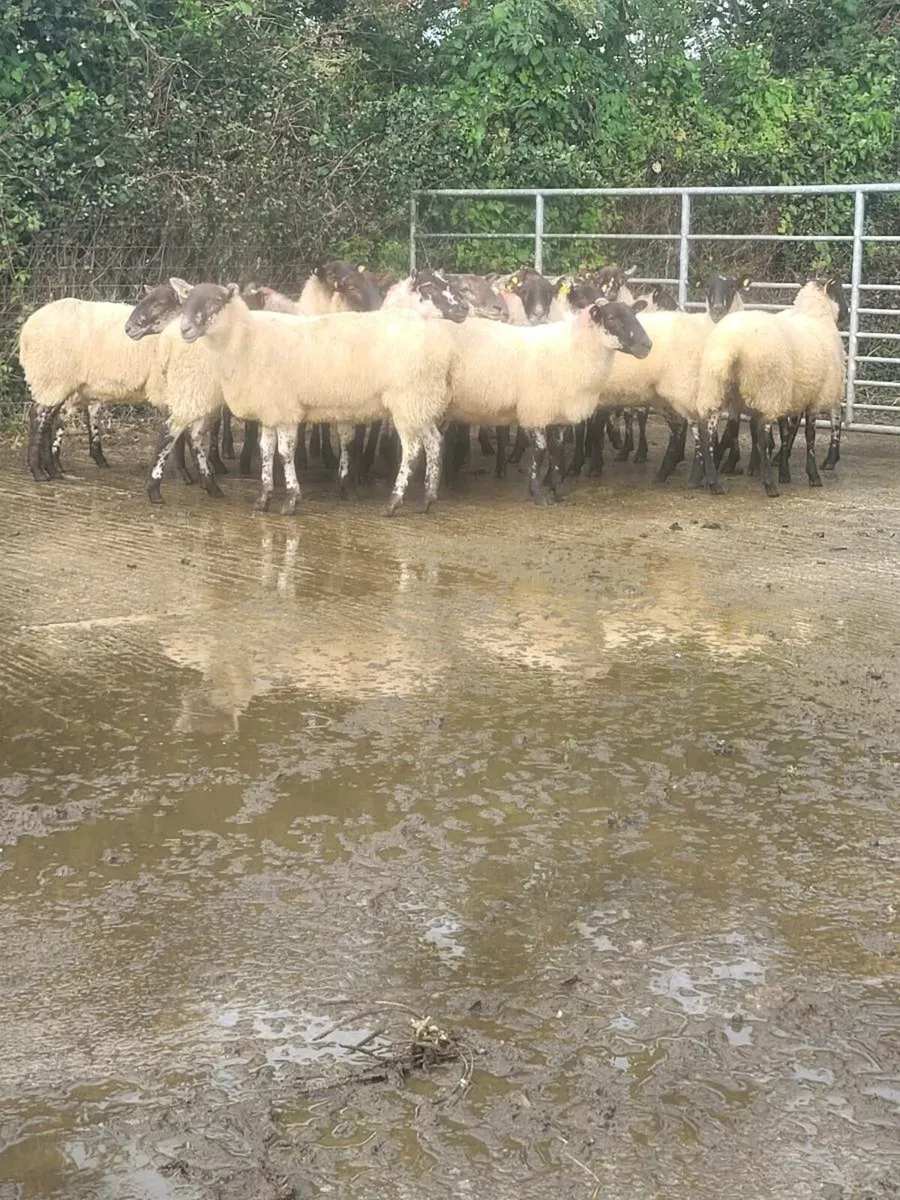 Mule hoggets - Image 3