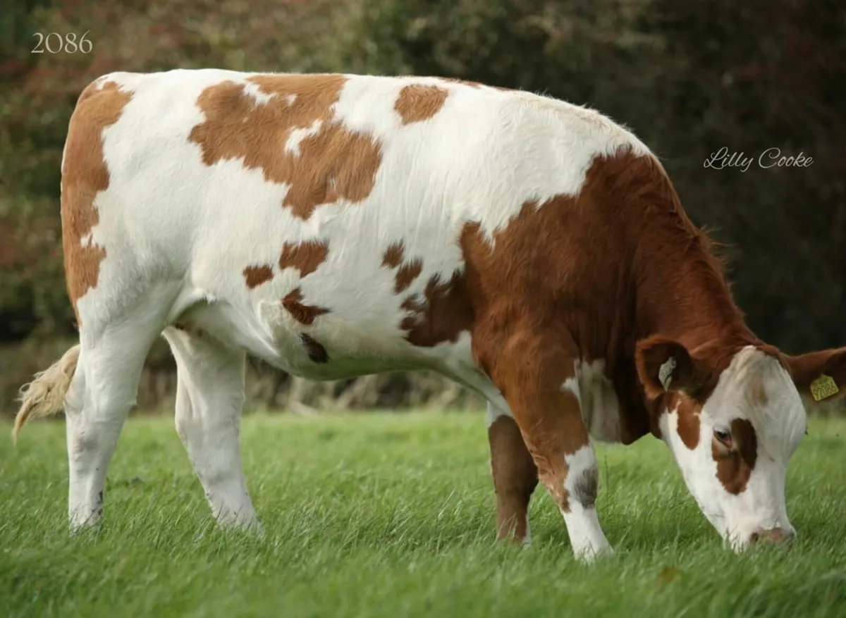 Fleckvieh incalf heifers - Image 1