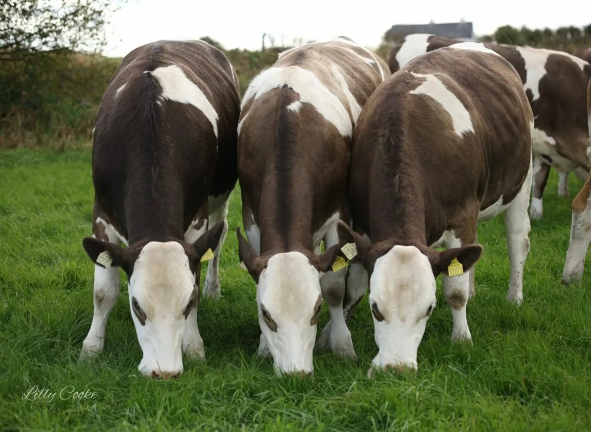 Fleckvieh incalf heifers - Image 2
