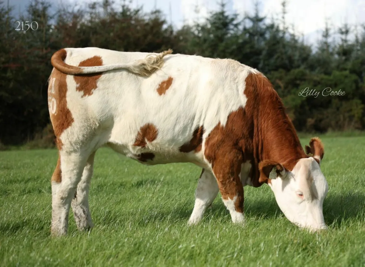 Fleckvieh incalf heifers - Image 3