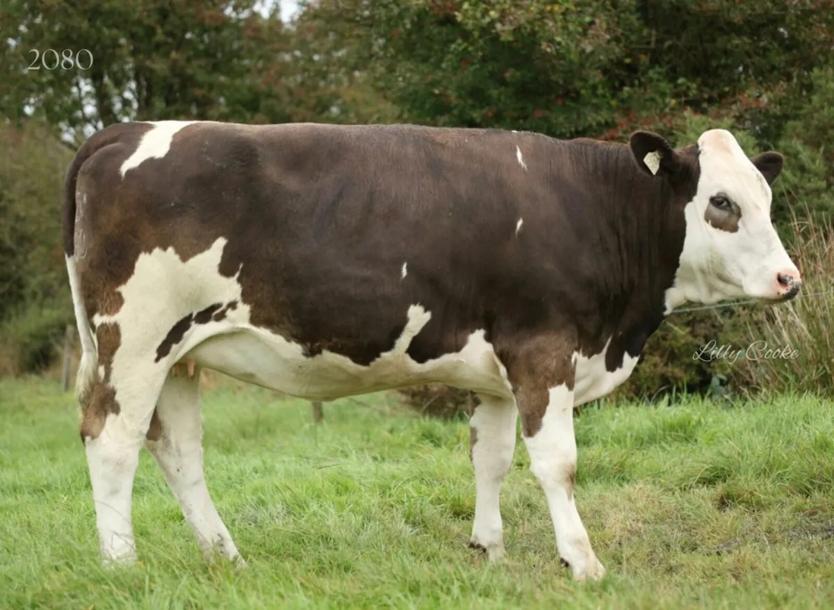 Fleckvieh incalf heifers - Image 4