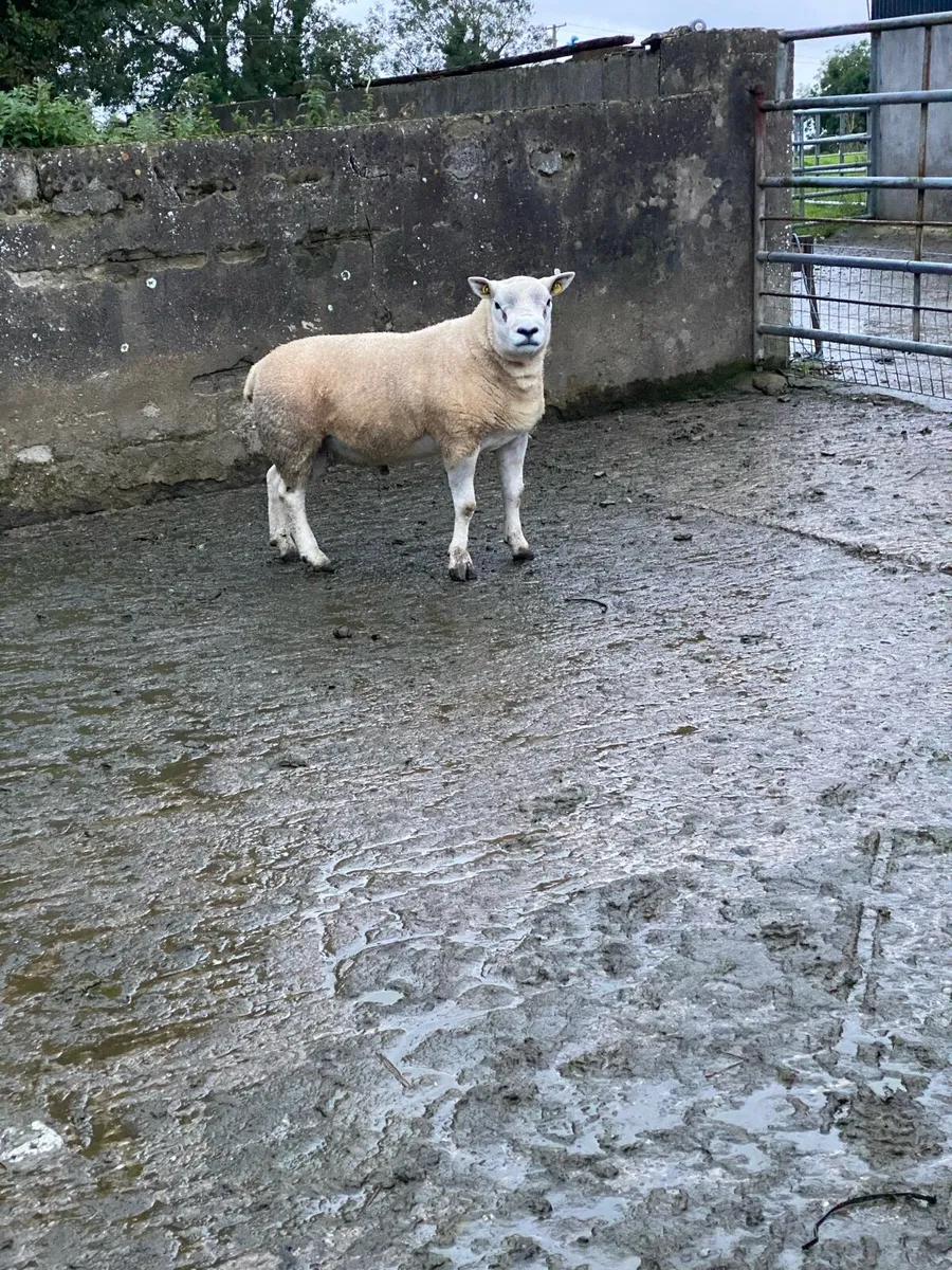 Purebred Texel hogget ram - Image 2