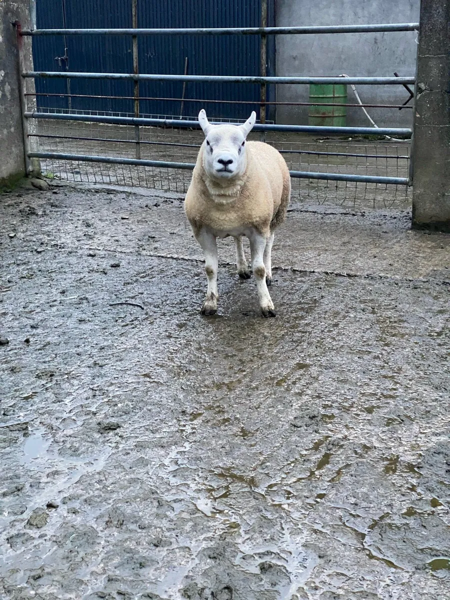 Purebred Texel hogget ram - Image 3