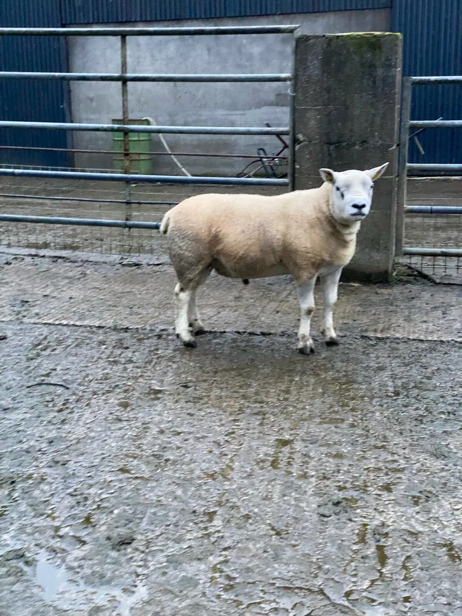 Purebred Texel hogget ram - Image 4